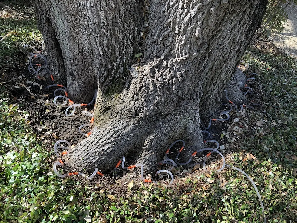 Detailed Tree Cabling and Bracing job site in Spraggs