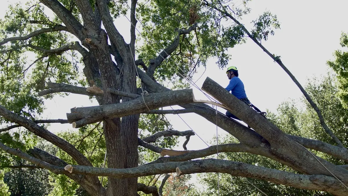 Professional Crown Thinning performed by certified arborists in Spraggs