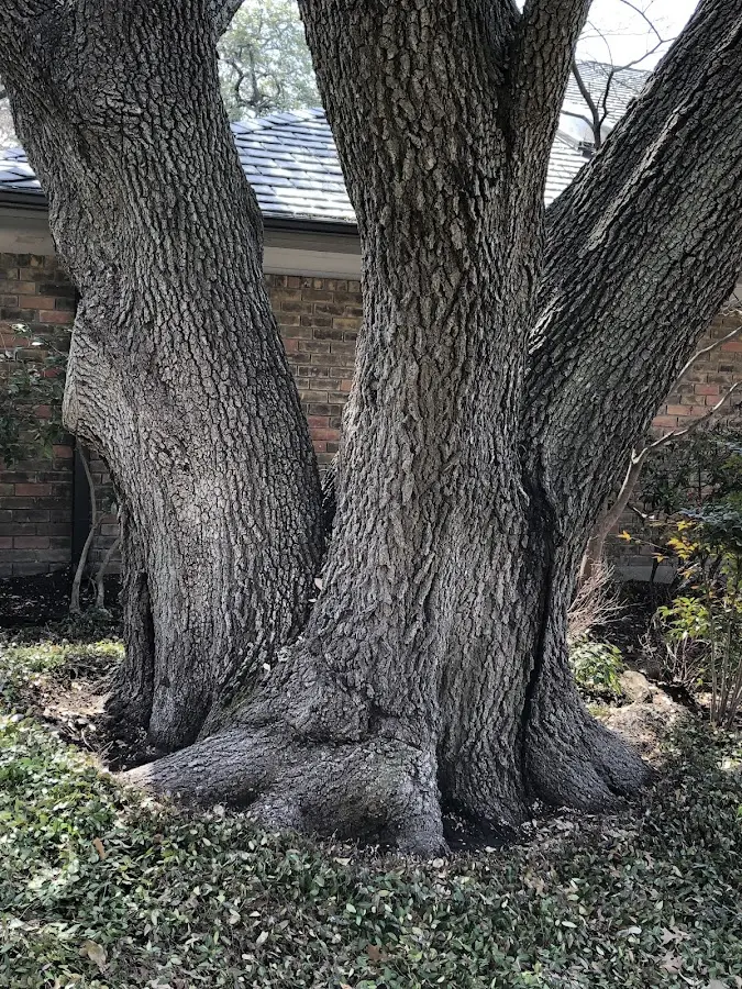 Mature heritage tree close to a Spraggs property cared for by certified arborists